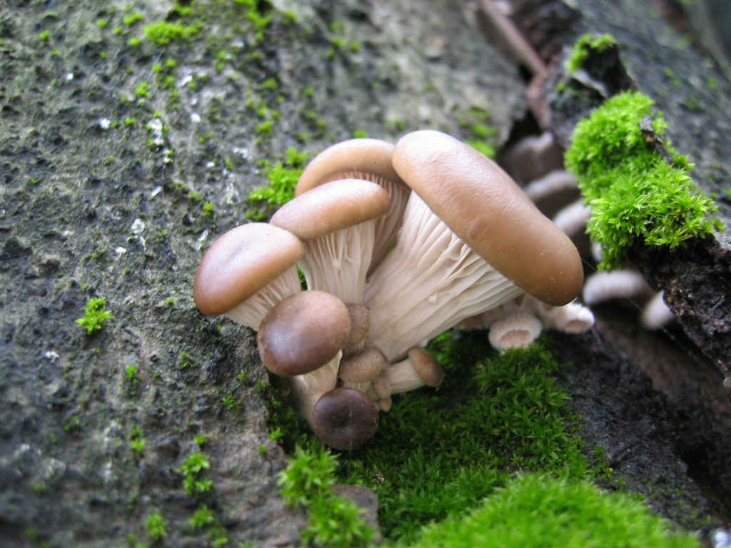 2005 :  Un anno di funghi
